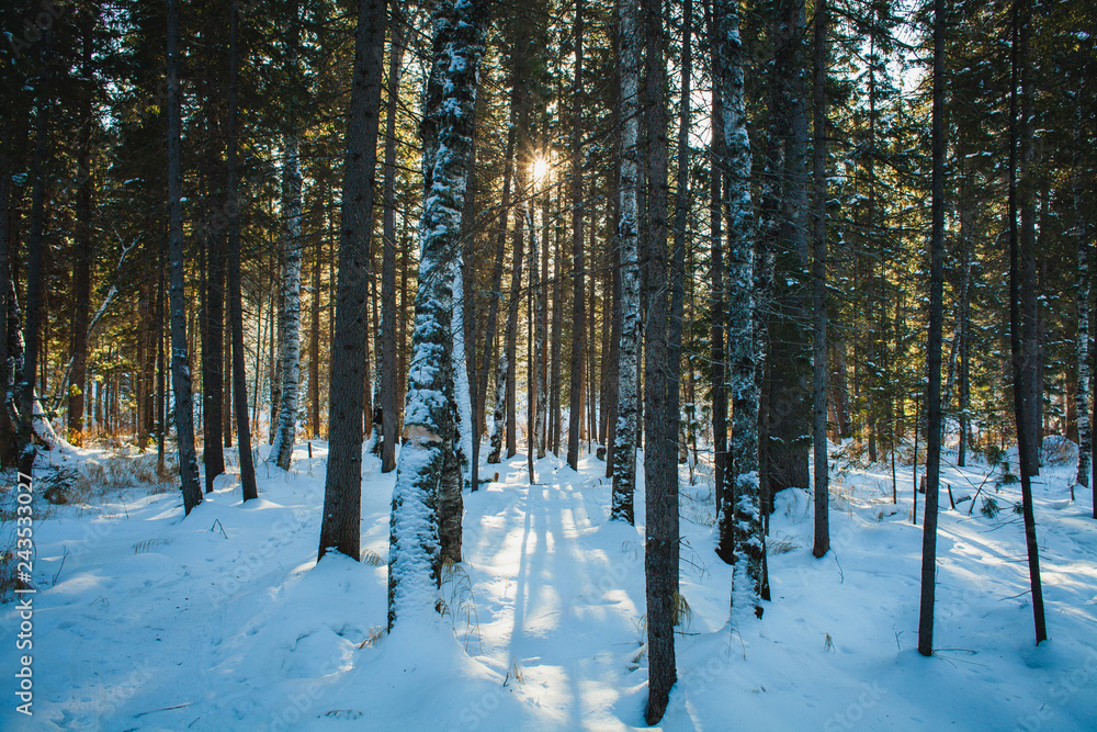 sun between trees covered with snow in winter in siberian taiga