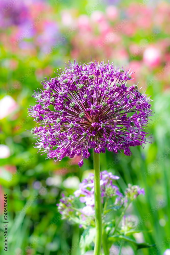 Giant onion flower blossom Giant onion flower blossom
