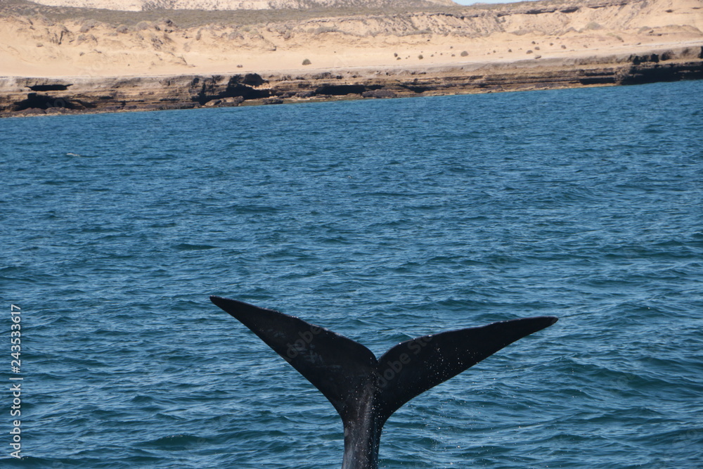 Fototapeta premium Baleine franche australe