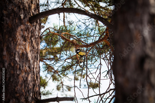 a small titmouse on a pine tree branch in winter in Siberia