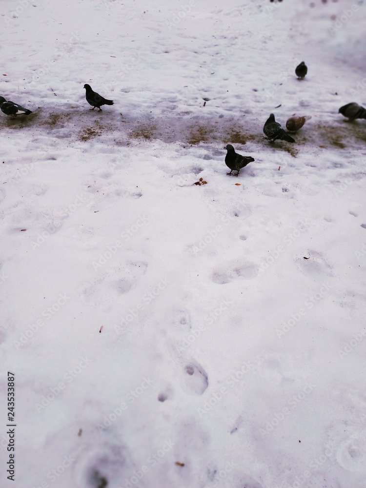 Obraz premium Winter