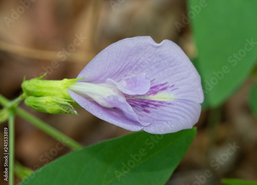 Beautiful light violet Butterfly Pea iflower in woodland habitat photo