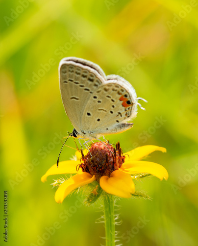 Tiny little Eastern Tailed-Blue butterfly feeding on a small Blackeyed Susan flower, backlit by summer sunlight, with bright green and yellow background © pimmimemom