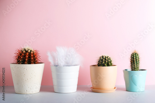 Cacti in flowerpots and one with feathers on color background. Be different