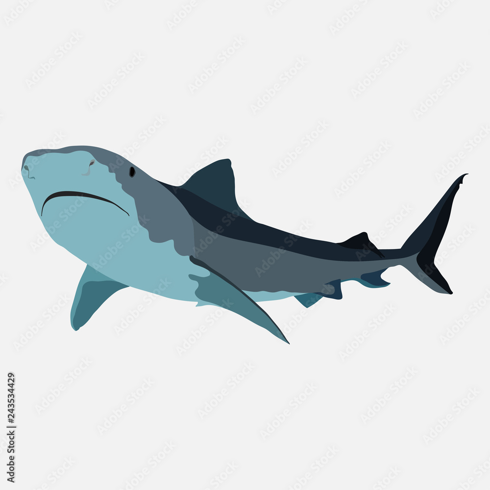 Fototapeta premium shark on a white background, shark attack, the danger in the oce