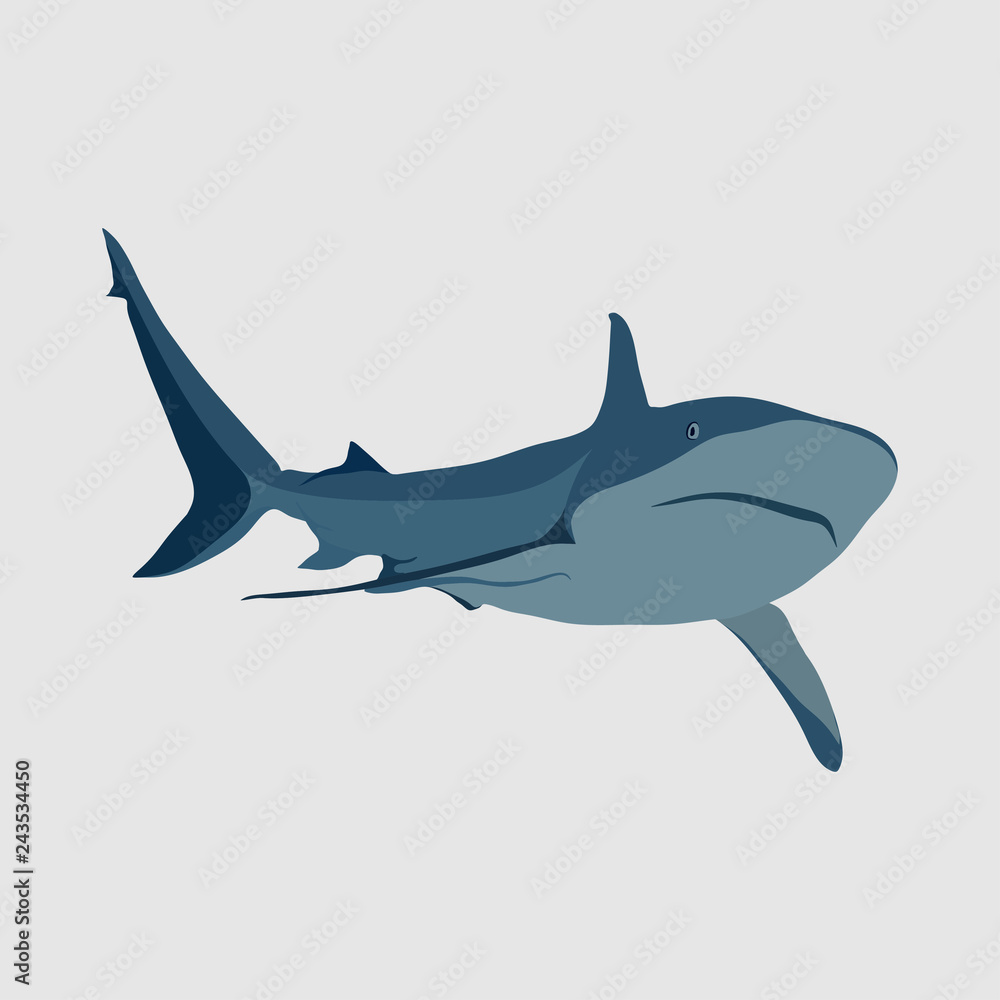 shark on a white background, shark attack, the danger in the oce shark on a white background, shark attack, the danger in the oce