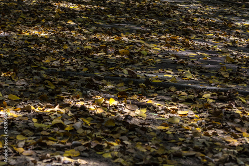 Dry yellow leaves on the floor.