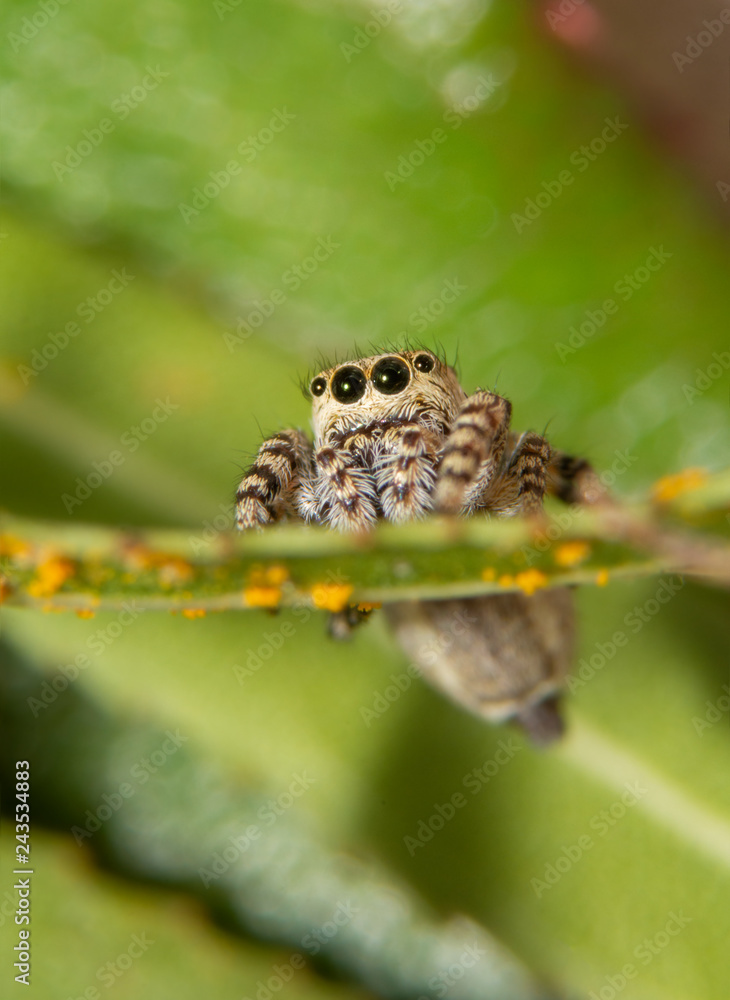Front view of a tiny Peppered Jumper, Pelegrina galathea spider sitting on a Willow leaf Front view of a tiny Peppered Jumper, Pelegrina galathea spider sitting on a Willow leaf