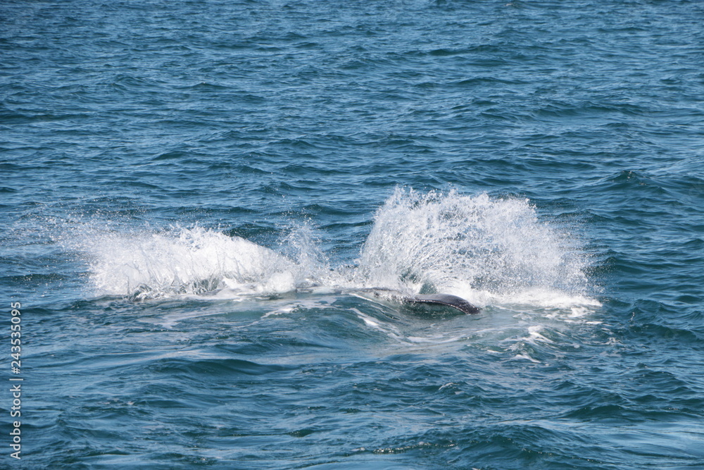 Baleine franche australe Baleine franche australe