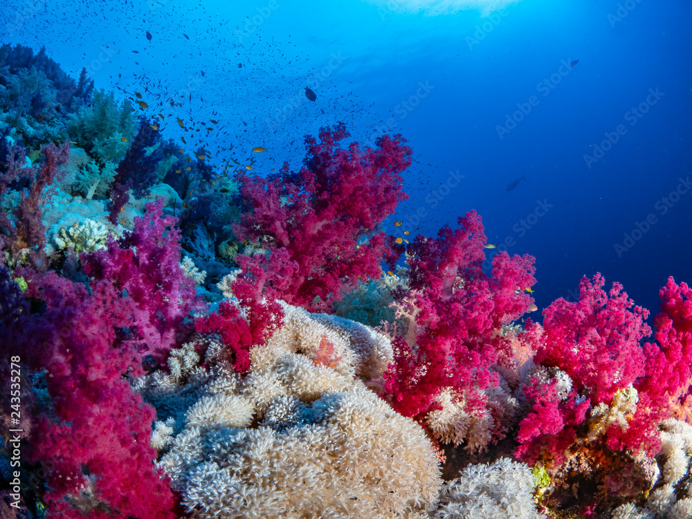 Naklejka premium Coral Reef