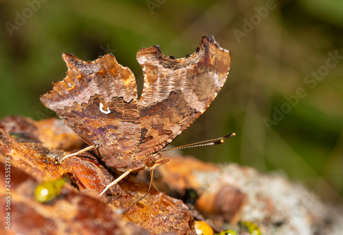 Intricately patterned Eastern Comma butterfly feeding on tree sap in late autumn photo