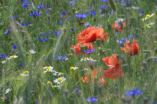 Obraz Kwitnące pole
