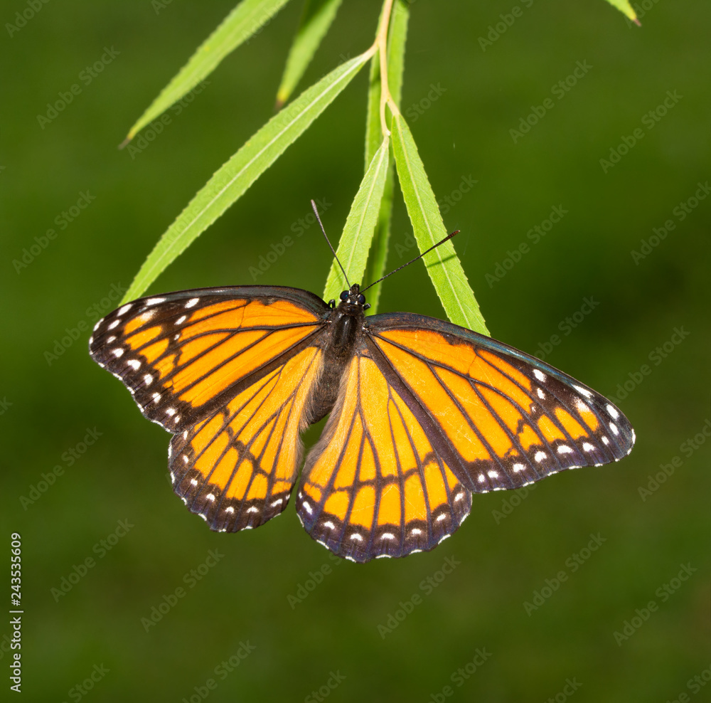 Female Viceroy butterfly laying eggs on tips of Willow tree leaves in fall Female Viceroy butterfly laying eggs on tips of Willow tree leaves in fall