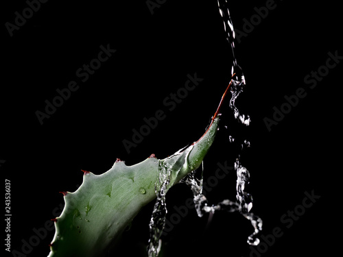 succulent getting water 