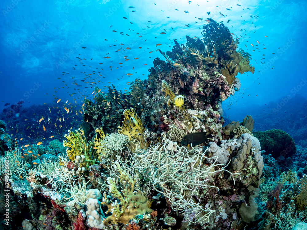 Obraz premium OLYMPUS DIGITAL CAMERA