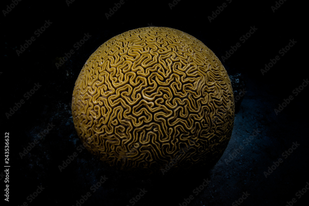 Naklejka premium Brain Coral na Morzu Karaibskim