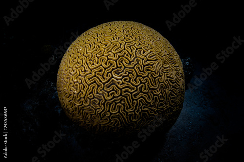 Brain Coral in Caribbean Sea