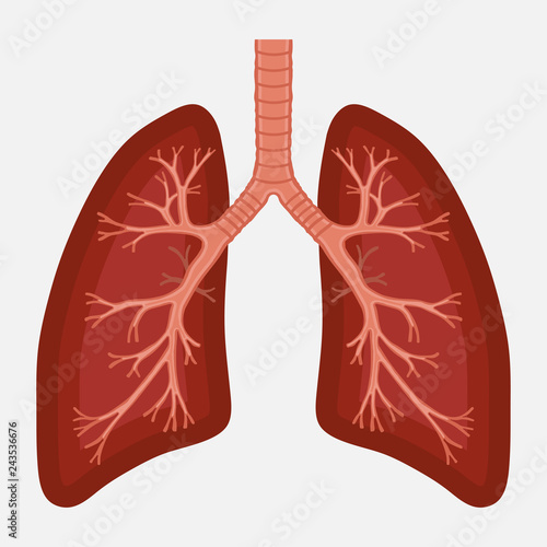 human lung anatomy diagram. illness respiratory cancer