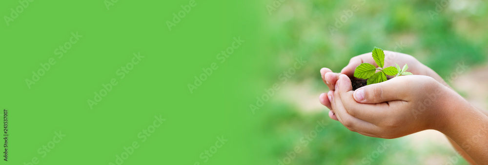 Banner of plant in hands - grass background. The green world concept. Banner of plant in hands - grass background. The green world concept.