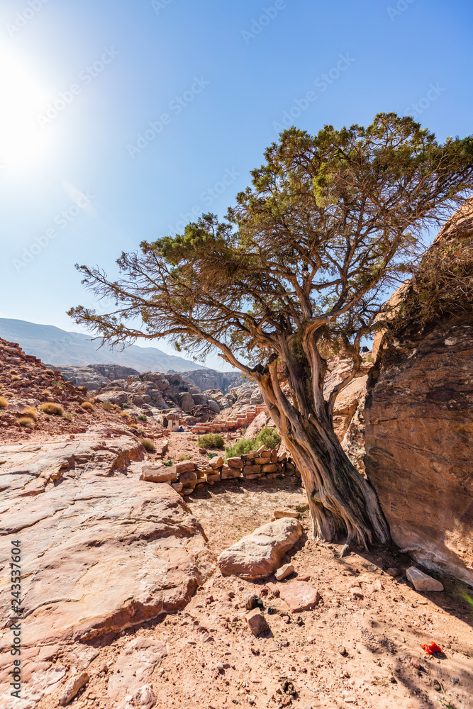 In the crevice of Petra grows an old tree. It is hot. In the crevice of Petra grows an old tree. It is hot.