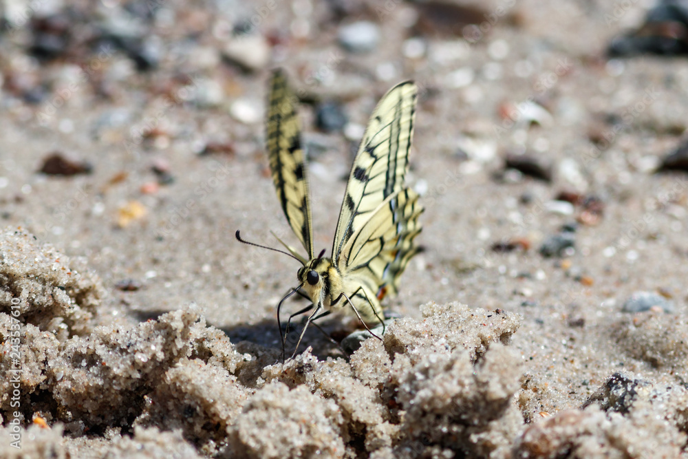 Fototapeta premium Schwalbenschwanz