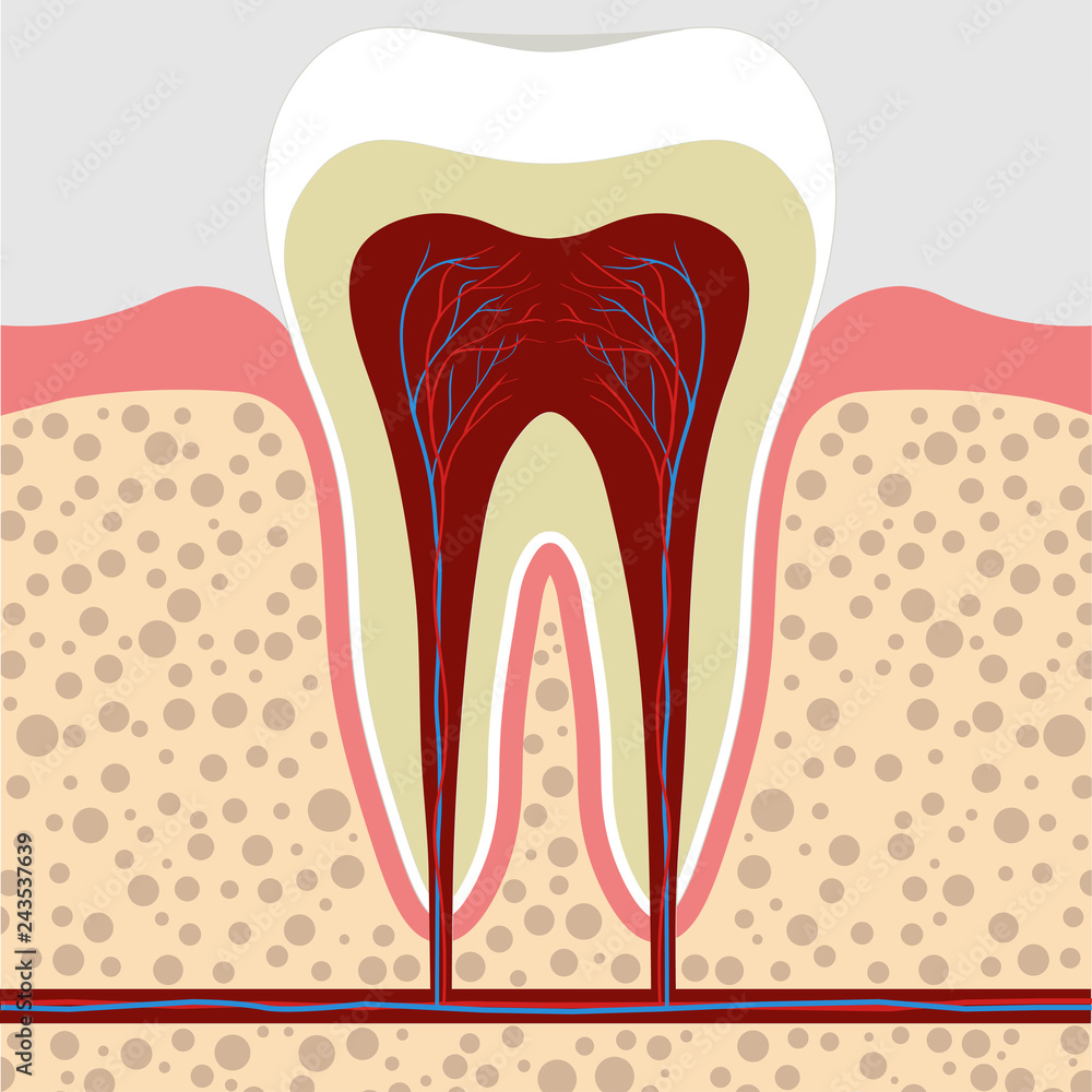 tooth, gum in a cross section. Tooth Root cana tooth, gum in a cross section. Tooth Root cana