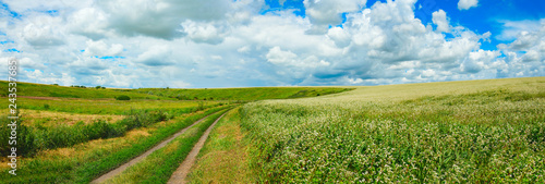 Summer panorama of ground country road,blooming buckwheat field and green hills