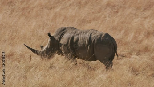 Southern White Rhino walking in grass at wildlife park