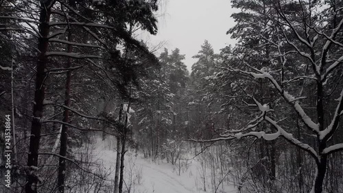 Wallpaper Mural Winter forest on a frosty day Torontodigital.ca
