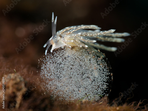 Nudibranch photo