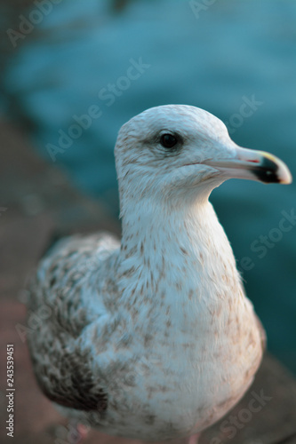 seagull11