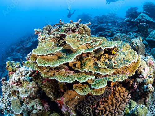 Fototapeta Naklejka Na Ścianę i Meble -  Christmas Island Underwater