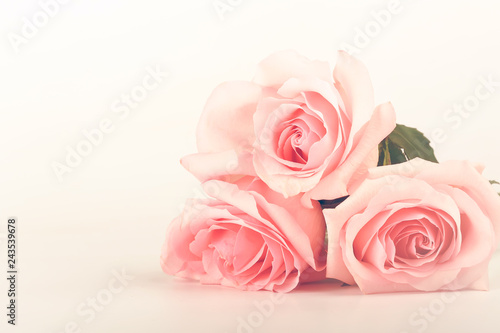 gentle background of pink roses
