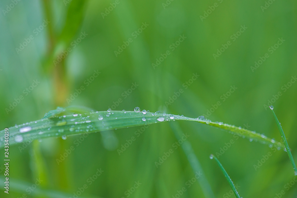 Beautiful spring grass background with waterdrops Beautiful spring grass background with waterdrops