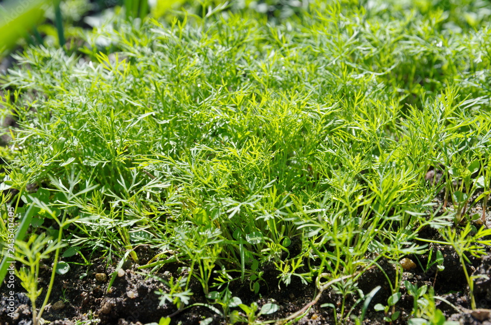 Young dill greens in the garden close-up
