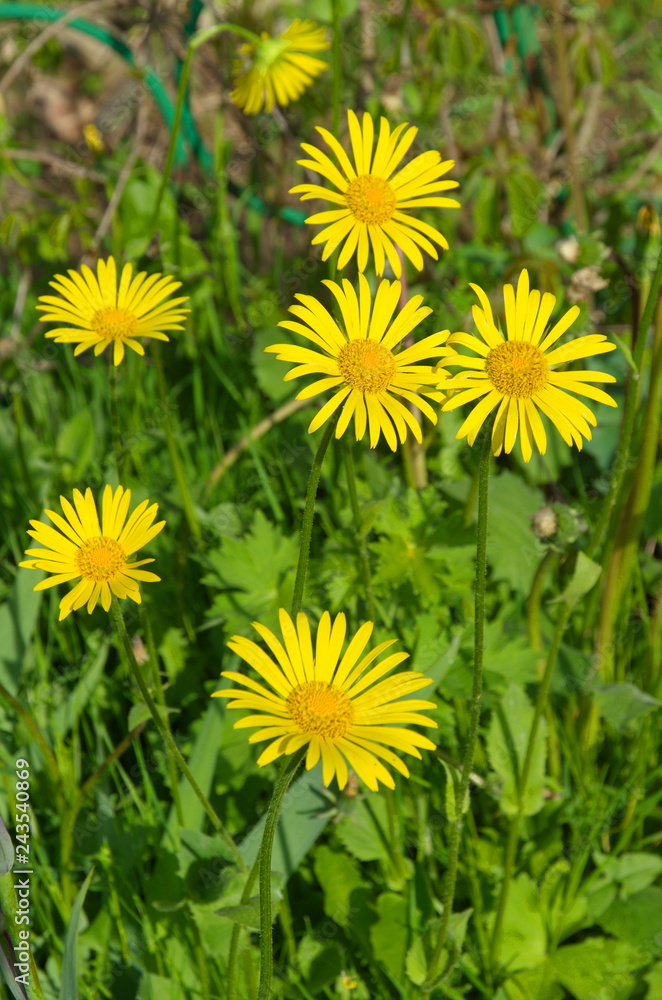 Blooming doronicum flowers in the garden Blooming doronicum flowers in the garden