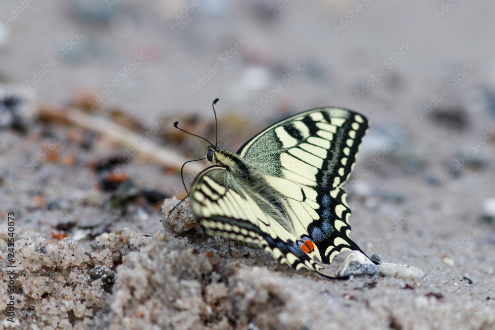 Schwalbenschwanz Schwalbenschwanz