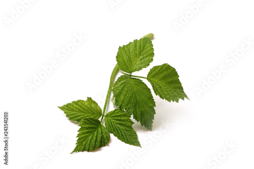 Green branch with leaves isolated on white background. raspberry branch