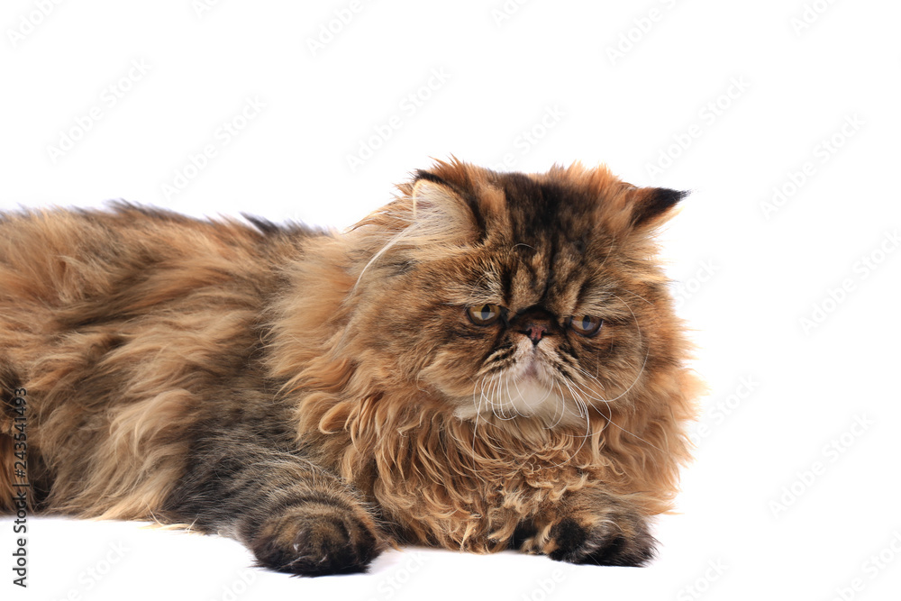 persian cat isolated on white background