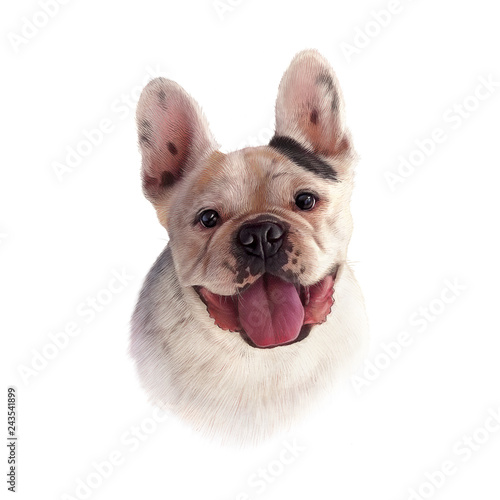 Illustration of French Bulldog isolated on white background. Dog is man's best friend. Animal collection: Dogs. Realistic Portrait - Hand Painted Illustration of Pets. Good for banner, T-shirt, card