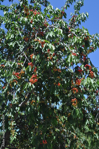 The beautiful Cherry tree in farmland