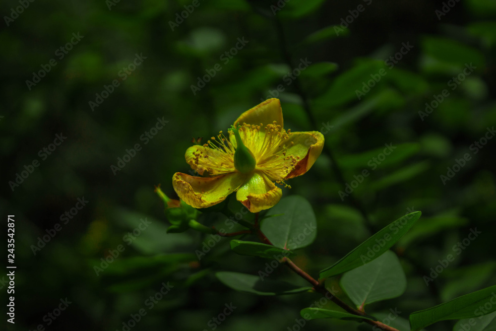 Fototapeta premium yellow flower on green background of leaves