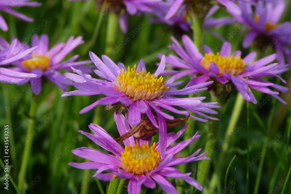 fioritura di Astro alpino (Aster alpinus) su prato di montagna fioritura di Astro alpino (Aster alpinus) su prato di montagna