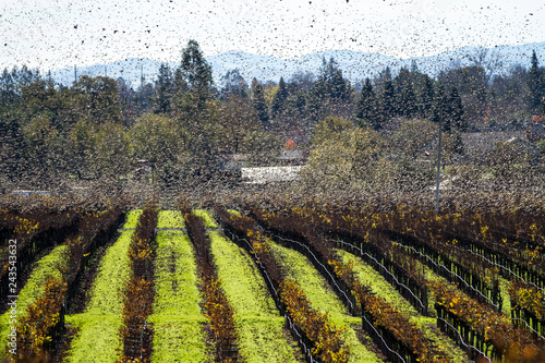 Swarm III - Vaux's swifts fly in a frenzy over a vineyard. Sonoma County, California, USA