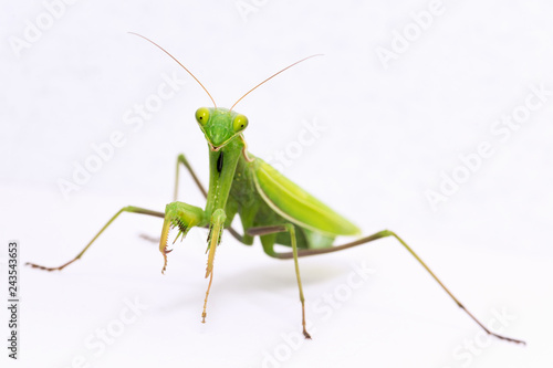 praying mantis insect