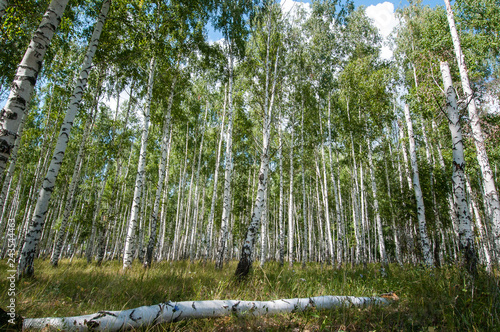 walking in the summer birch forest is very useful for health living in the metropolis