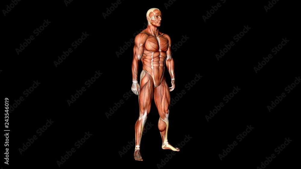 Visible Muscles And Tendons Medical Anatomy Animation Visible Muscles And Tendons Medical Anatomy Animation