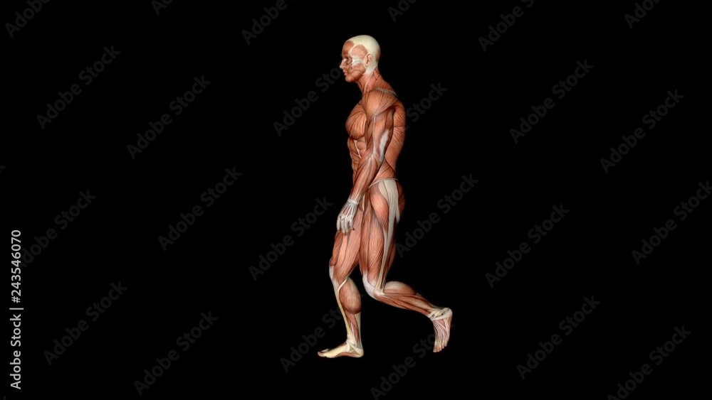 Visible Muscles And Tendons Medical Anatomy Animation Visible Muscles And Tendons Medical Anatomy Animation