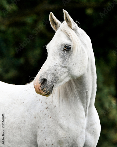 White arabian mare photo