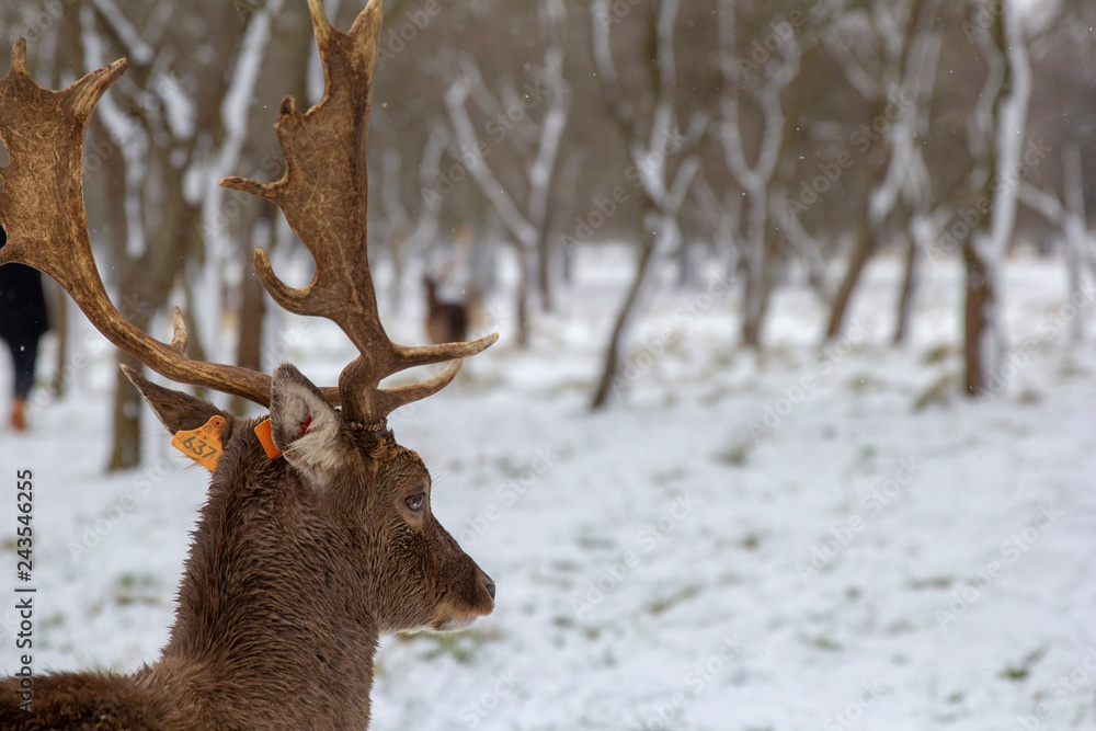deer in winter forest